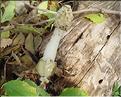 Satyre puant (Phallus impudicus)